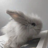 خرگوش اصیل