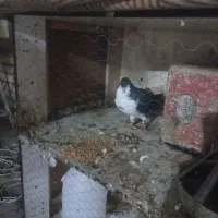 کفتر|پرنده|مشهد, شهرک بهارستان|دیوار