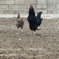 خروس ریشی