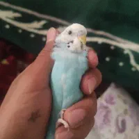 مرغ عشق سخنگو