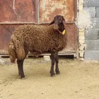 بره قوچ همو