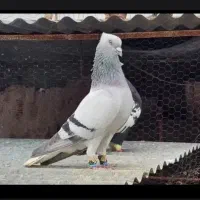 سبز دم سفید و شامی دم سفید بخون