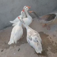 ۵ عدد قاز سالم