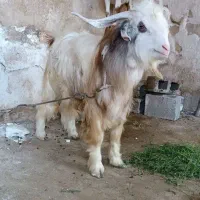 کهره نر پازن