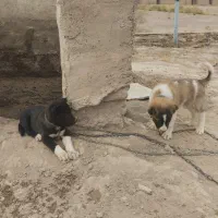 توله سگ