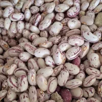 لوبیا چیتی