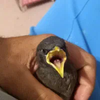 جوجه مینا شاه تخم نرمخور