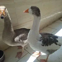 حیوانات (مزرعه و خانگی )