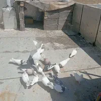 18 عدد کبوتر گشتی