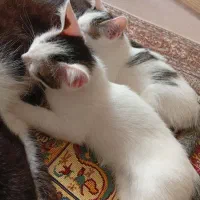 واگذاری بچه گربه دو ماهه رایگان
