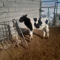 گوساله نر|حیوانات مزرعه|همدان, |دیوار