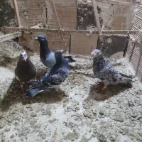 سه تا گرفتنی