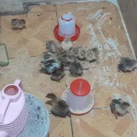 مرغ و خروس برهما یک ماهه نیمه