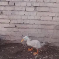 اوردک نر