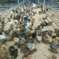 جوجه محلی گلپایگانی۱۷روزه