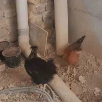 جوجه۵ماهه