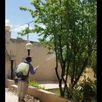 قطع برش و هرس درختان باغی نخل خرما و سم پاشی