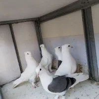 پاپر بوشهر ی