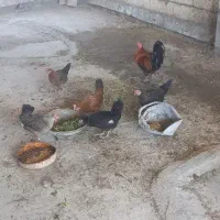 مرغ