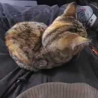 بچه گربه ۴ ماهه