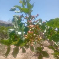 همکف-با-حیاط-اختصاصی