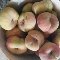 فروش میوه دم باغ تازه