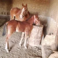 اسب مادیون وکره