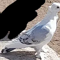 پشت آبی