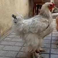 دوعددمرغ برهما گلدولایت