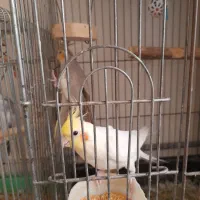 عروس هلندی
