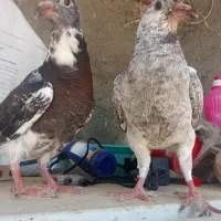 جوجه المانی