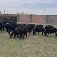 دامپروری آرتا فارم