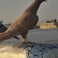 کفتر