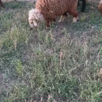 گوسفند
