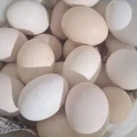 خاگ محلی