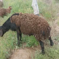گوسفند