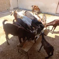 بزه افغانی اصل