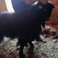 یک عدد ساورین جوان به فروش می‌رسد