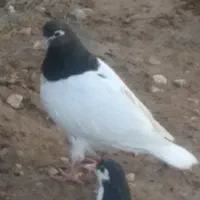 کفتر یال سیاه نر گلدار