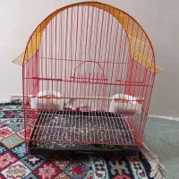 قفس