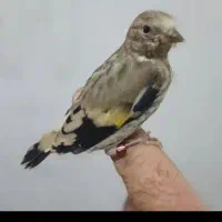 جوجه سهره متولد قفس حلقه پاک