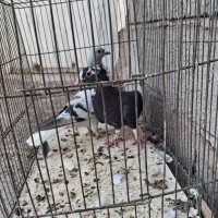 کبوترماده