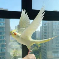 عروسهلندی لوتینو فول دستی سخنگو نر