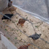 جوجه 1 ماهه