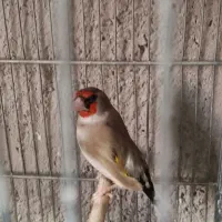 سهره دورگ