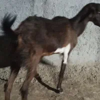 کهره ماده