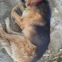 سگ ژرمن