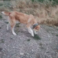 توله خراسانی ۶ماهه