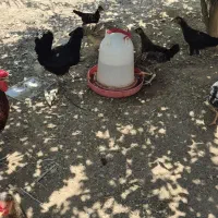 مرغ وخروس و خلفه