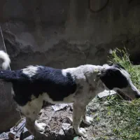 سگ نگهبان
